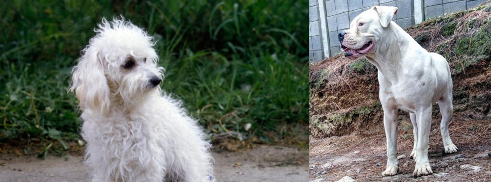 Dogo Guatemalteco vs Bolognese - Breed Comparison