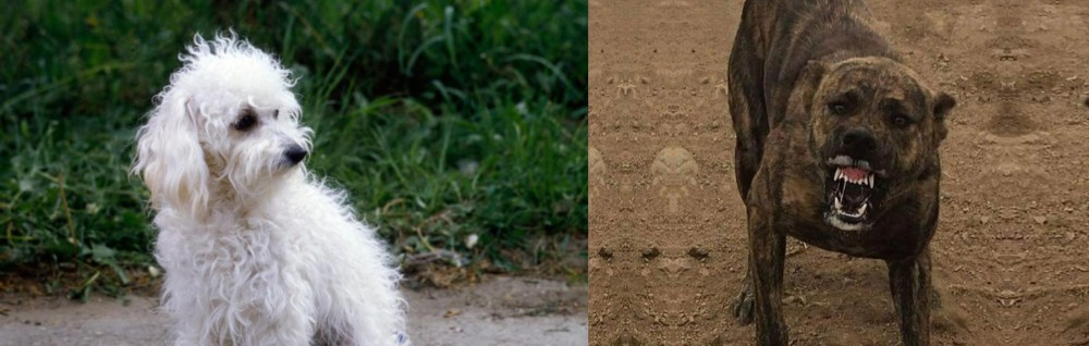 Dogo Sardesco vs Bolognese - Breed Comparison