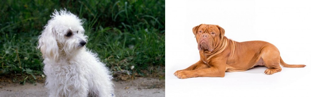Dogue De Bordeaux vs Bolognese - Breed Comparison