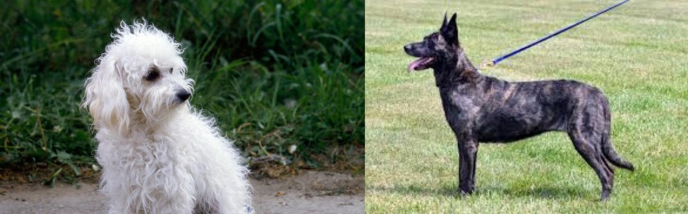 Dutch Shepherd vs Bolognese - Breed Comparison