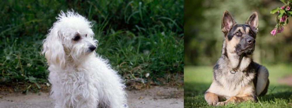 East European Shepherd vs Bolognese - Breed Comparison