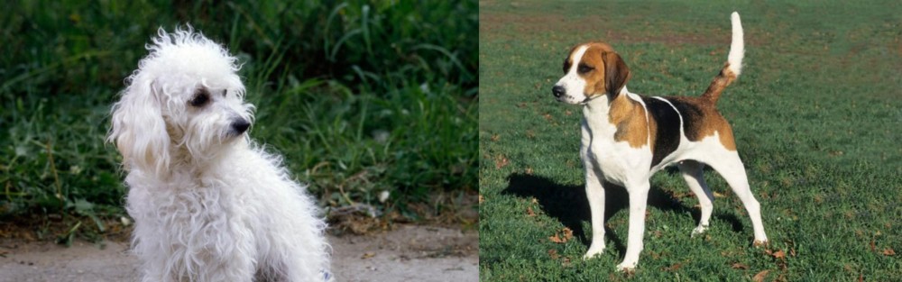 English Foxhound vs Bolognese - Breed Comparison