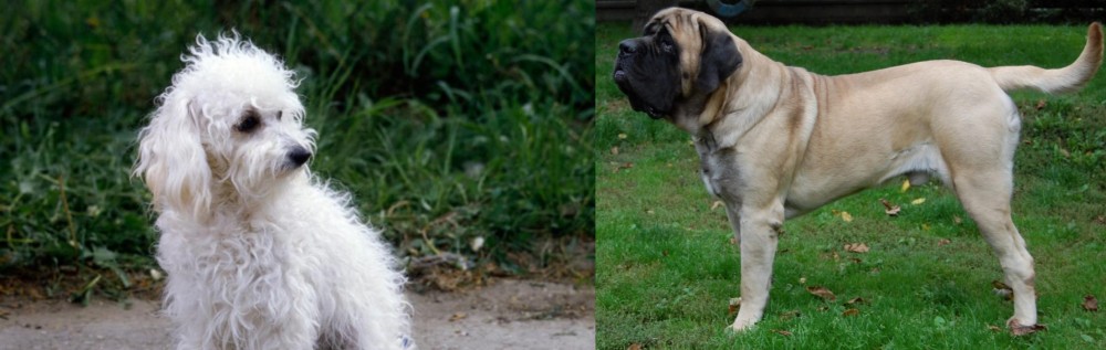 English Mastiff vs Bolognese - Breed Comparison