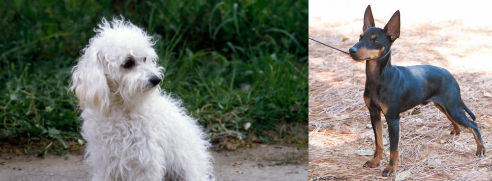 English Toy Terrier (Black & Tan) vs Bolognese - Breed Comparison