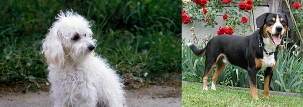 Entlebucher Mountain Dog vs Bolognese - Breed Comparison