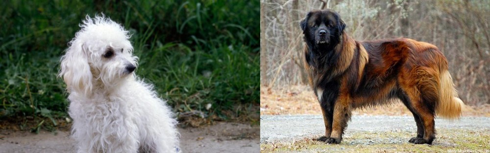 Estrela Mountain Dog vs Bolognese - Breed Comparison