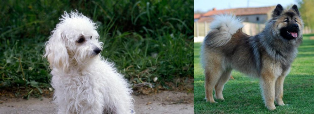 Eurasier vs Bolognese - Breed Comparison