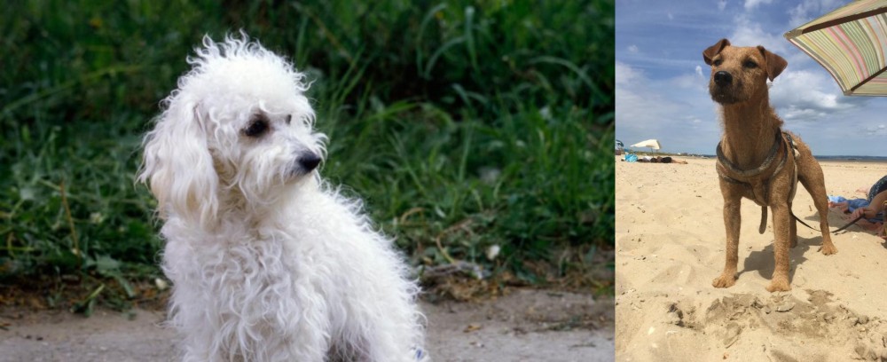 Fell Terrier vs Bolognese - Breed Comparison