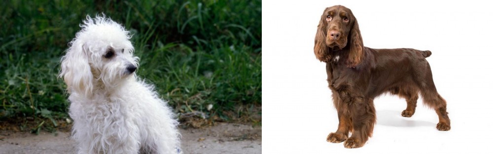 Field Spaniel vs Bolognese - Breed Comparison