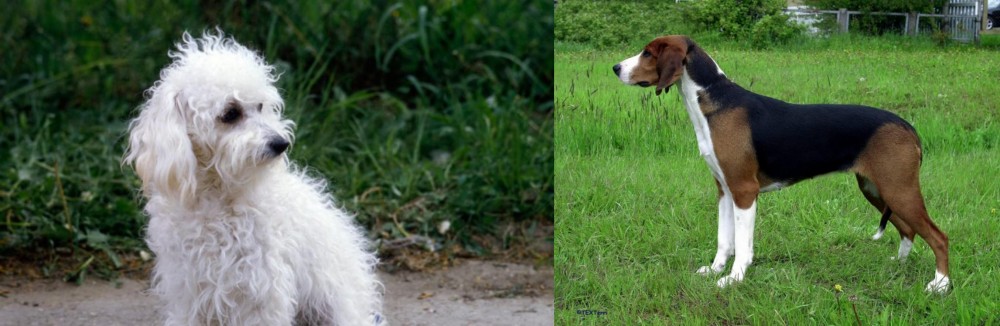 Finnish Hound vs Bolognese - Breed Comparison
