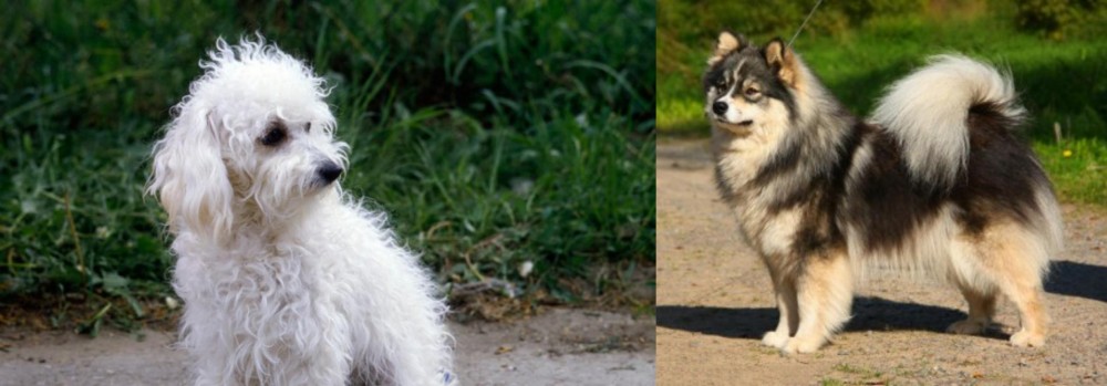 Finnish Lapphund vs Bolognese - Breed Comparison