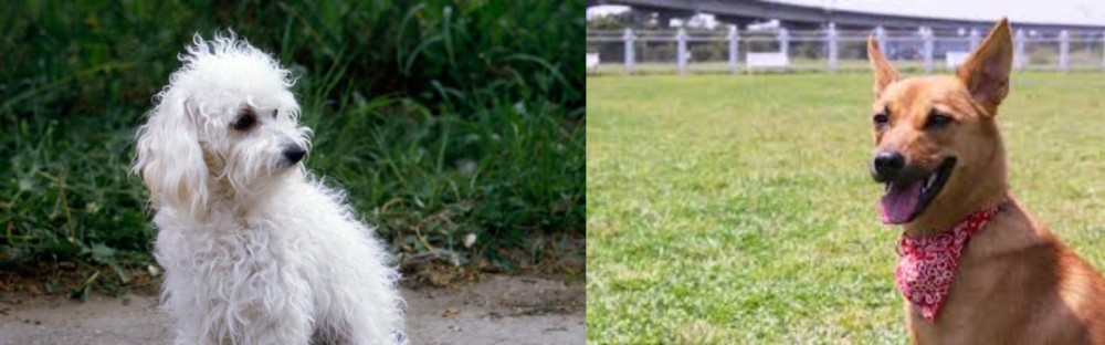 Formosan Mountain Dog vs Bolognese - Breed Comparison