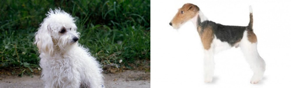 Fox Terrier vs Bolognese - Breed Comparison