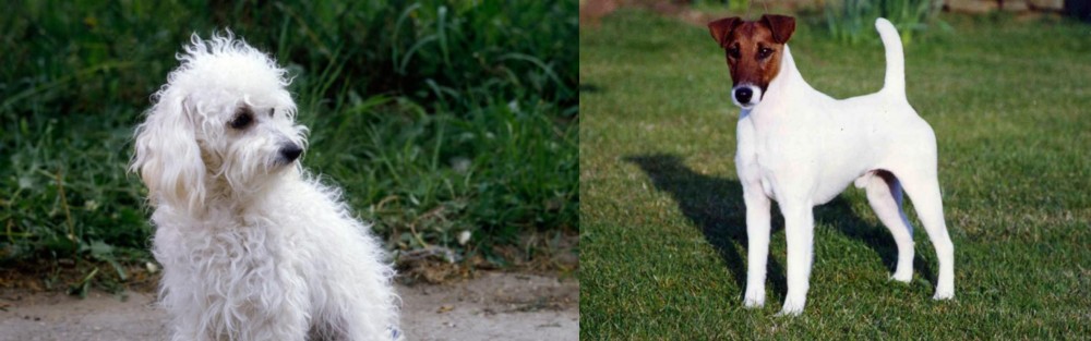 Fox Terrier (Smooth) vs Bolognese - Breed Comparison