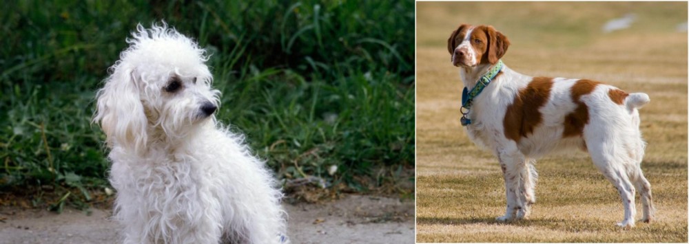 French Brittany vs Bolognese - Breed Comparison