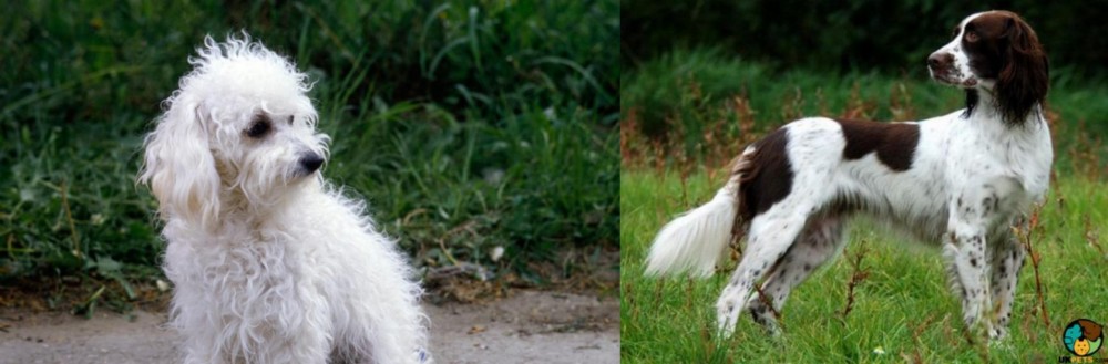 French Spaniel vs Bolognese - Breed Comparison