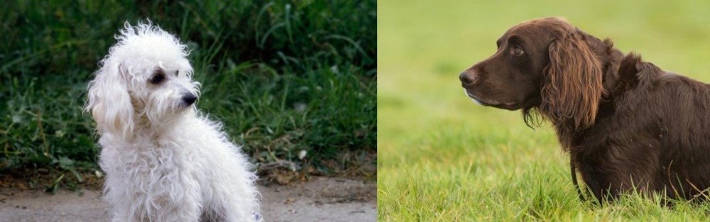 German Longhaired Pointer vs Bolognese - Breed Comparison