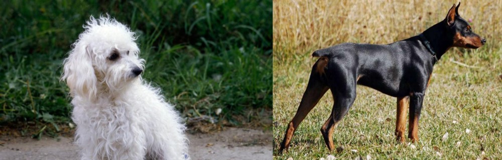 German Pinscher vs Bolognese - Breed Comparison
