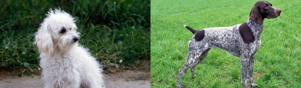German Shorthaired Pointer vs Bolognese - Breed Comparison
