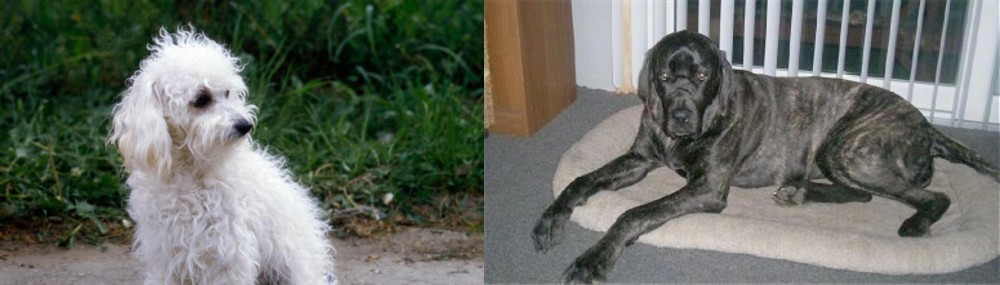 Giant Maso Mastiff vs Bolognese - Breed Comparison