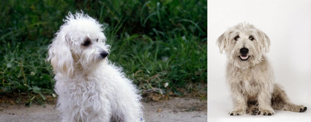 Glen of Imaal Terrier vs Bolognese - Breed Comparison