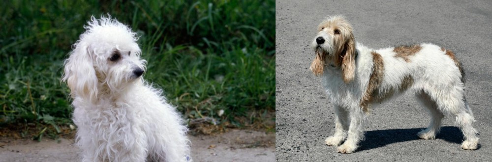 Grand Basset Griffon Vendeen vs Bolognese - Breed Comparison