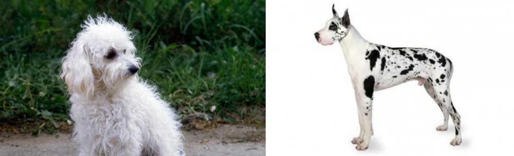 Great Dane vs Bolognese - Breed Comparison