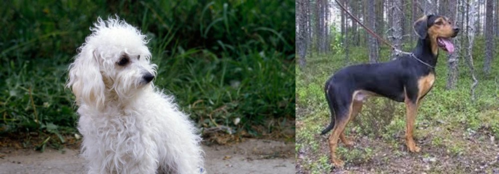 Greek Harehound vs Bolognese - Breed Comparison