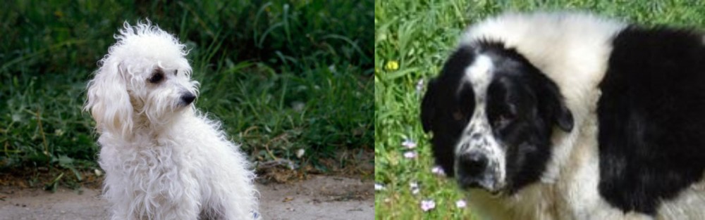Greek Sheepdog vs Bolognese - Breed Comparison