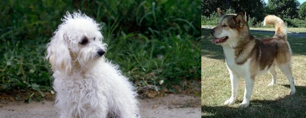 Greenland Dog vs Bolognese - Breed Comparison