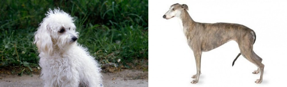 Greyhound vs Bolognese - Breed Comparison