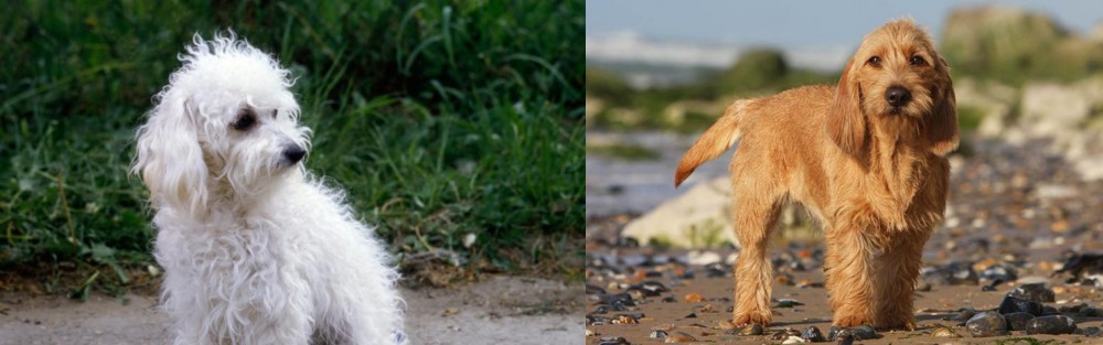 Griffon Fauve de Bretagne vs Bolognese - Breed Comparison