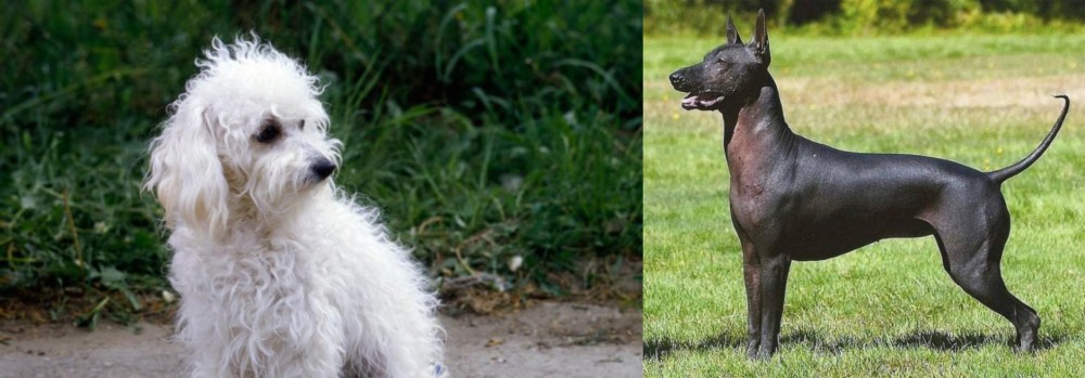 Hairless Khala vs Bolognese - Breed Comparison