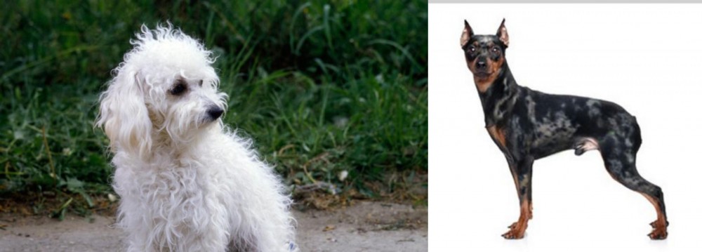 Harlequin Pinscher vs Bolognese - Breed Comparison