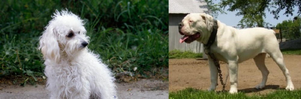 Hermes Bulldogge vs Bolognese - Breed Comparison