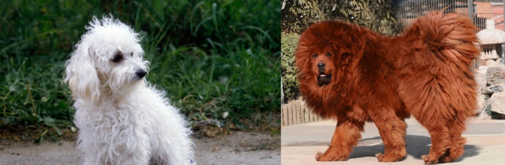 Himalayan Mastiff vs Bolognese - Breed Comparison