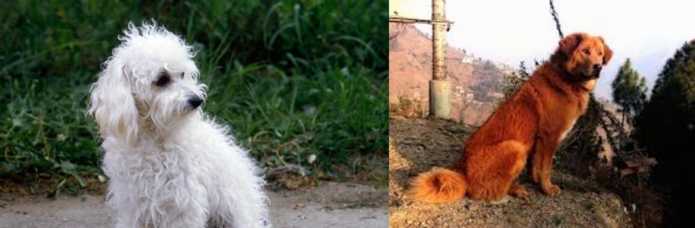 Himalayan Sheepdog vs Bolognese - Breed Comparison