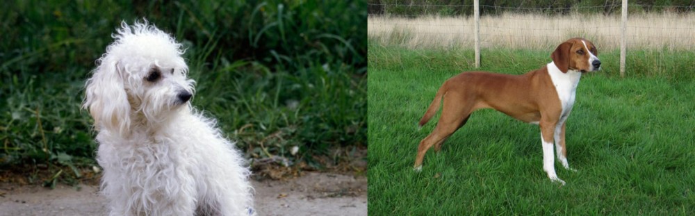 Hygenhund vs Bolognese - Breed Comparison