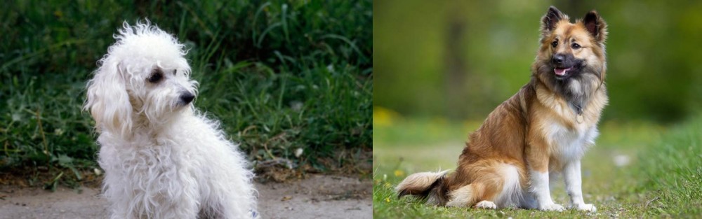 Icelandic Sheepdog vs Bolognese - Breed Comparison