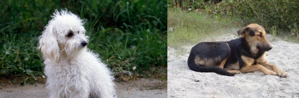 Indian Pariah Dog vs Bolognese - Breed Comparison