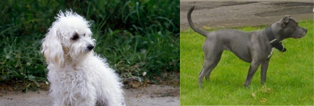 Irish Bull Terrier vs Bolognese - Breed Comparison