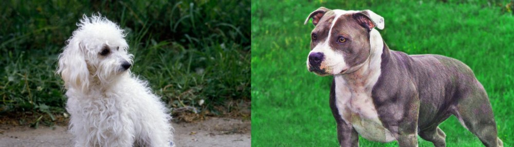 Irish Staffordshire Bull Terrier vs Bolognese - Breed Comparison