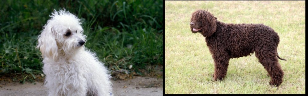 Irish Water Spaniel vs Bolognese - Breed Comparison