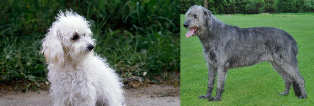 Irish Wolfhound vs Bolognese - Breed Comparison