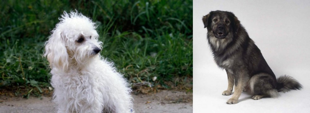 Istrian Sheepdog vs Bolognese - Breed Comparison