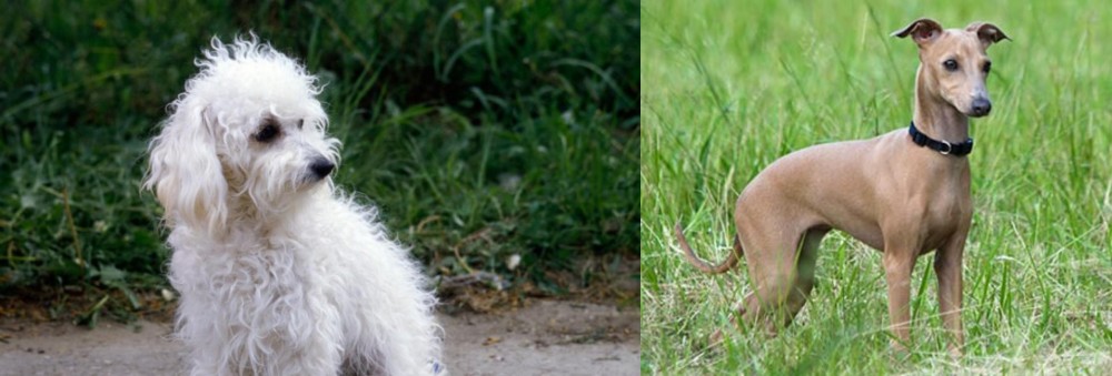 Italian Greyhound vs Bolognese - Breed Comparison