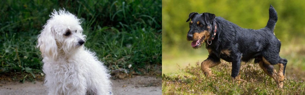 Jagdterrier vs Bolognese - Breed Comparison