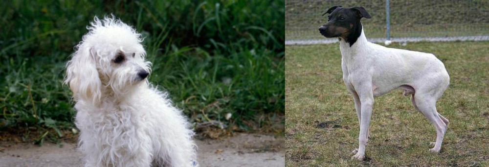 Japanese Terrier vs Bolognese - Breed Comparison