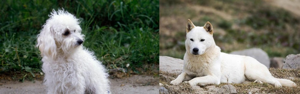 Jindo vs Bolognese - Breed Comparison