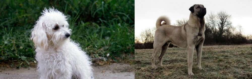 Kangal Dog vs Bolognese - Breed Comparison